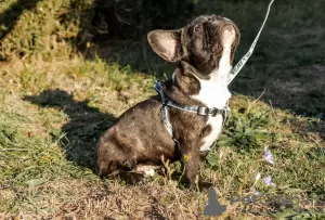 Zdjęcie №2 do zapowiedźy № 74130 na sprzedaż  buldog francuski - wkupić się Federacja Rosyjska hodowca