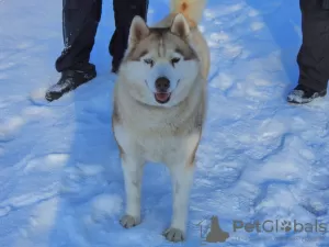 Dodatkowe zdjęcia: Husky Dymka szuka kochającej rodziny z męskim przywódcą!