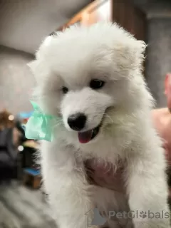 Dodatkowe zdjęcia: Szczenięta Samoyed Laika