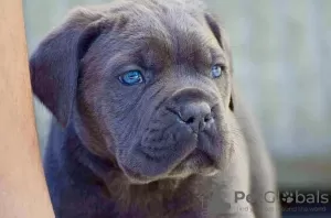 Dodatkowe zdjęcia: Cane Corso REKOMENDACJA szczeniąt