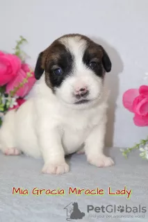 Zdjęcie №2 do zapowiedźy № 8118 na sprzedaż  jack russell terrier - wkupić się Federacja Rosyjska od żłobka