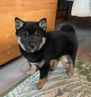 Zdjęcie №3. Shiba inu. Cypr