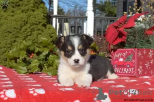 Zdjęcie №1. welsh corgi - na sprzedaż w Даллас | 2060zł | Zapowiedź №63532