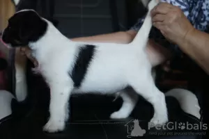 Dodatkowe zdjęcia: Szczeniak Jack Russell Terrier