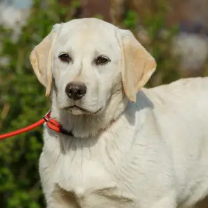 Dodatkowe zdjęcia: Szczenięta Labrador Retriever