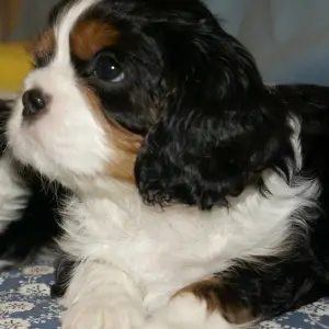 Dodatkowe zdjęcia: Szczeniaki Cavalier King Charles Spaniel chłopcy tricolor sprzedają