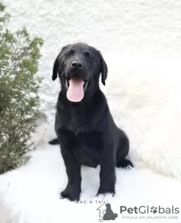 Zdjęcie №3. Labrador retriever. Niemcy