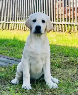 Zdjęcie №2 do zapowiedźy № 2498 na sprzedaż  labrador retriever - wkupić się Federacja Rosyjska od żłobka