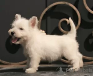 Dodatkowe zdjęcia: suczka szczeniaka west highland white terrier