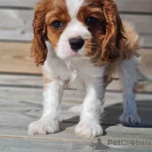 Zdjęcie №1. cavalier king charles spaniel - na sprzedaż w Stavanger | negocjowane | Zapowiedź №99131