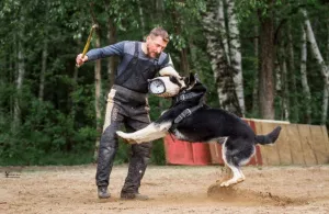 Dodatkowe zdjęcia: Owczarek wschodnioeuropejski