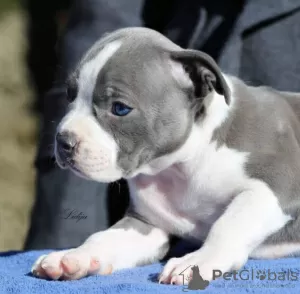 Dodatkowe zdjęcia: American Staffordshire Terrier Piękne Szczenięta