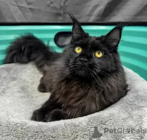 Zdjęcie №2 do zapowiedźy № 127683 na sprzedaż  maine coon - wkupić się Belgia prywatne ogłoszenie, hodowca