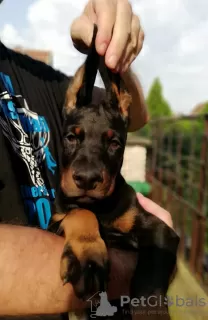 Dodatkowe zdjęcia: Doberman szczenięta