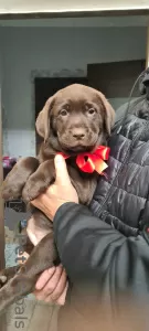 Zdjęcie №2 do zapowiedźy № 13529 na sprzedaż  labrador retriever - wkupić się Ukraina prywatne ogłoszenie