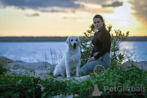 Dodatkowe zdjęcia: Golden retriever szczenięta