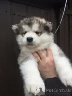 Zdjęcie №2 do zapowiedźy № 126350 na sprzedaż  alaskan malamute - wkupić się Niemcy prywatne ogłoszenie