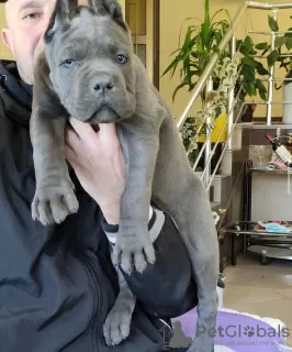 Zdjęcie №3. SZCZENIĘTA CANE CORSO. Grecja