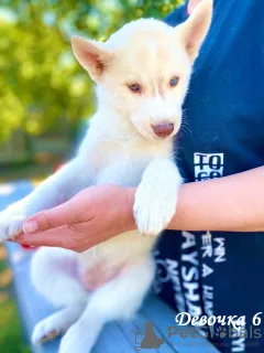 Dodatkowe zdjęcia: Szczenięta Siberian Husky