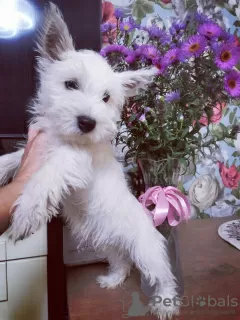 Zdjęcie №1. west highland white terrier - na sprzedaż w Białystok | 2721zł | Zapowiedź №29310