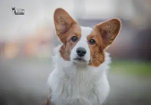 Dodatkowe zdjęcia: Walijski Corgi Cardigan