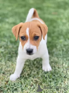 Zdjęcie №1. jack russell terrier - na sprzedaż w Bucharest | Bezpłatny | Zapowiedź №109540