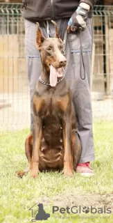 Zdjęcie №1. doberman - na sprzedaż w Belgrad | negocjowane | Zapowiedź №66767