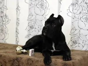 Zdjęcie №1. cane corso - na sprzedaż w Нефтекамск | 2476zł | Zapowiedź №4534