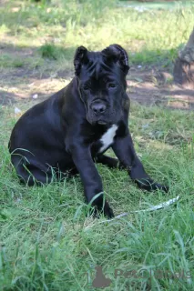 Zdjęcie №1. cane corso - na sprzedaż w Brest | 897zł | Zapowiedź №20102