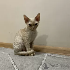 Dodatkowe zdjęcia: Devon Rex Cynamon