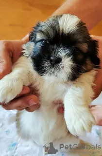 Zdjęcie №2 do zapowiedźy № 67190 na sprzedaż  shih tzu - wkupić się Ukraina 