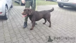 Dodatkowe zdjęcia: Labrador szczenięta czekoladowe, szczeniaki