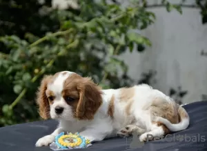 Zdjęcie №1. cavalier king charles spaniel - na sprzedaż w Zhytomyr | 3961zł | Zapowiedź №67883