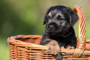 Dodatkowe zdjęcia: szczenięta border terrier