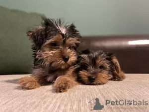 Zdjęcie №1. yorkshire terrier - na sprzedaż w Bruges | negocjowane | Zapowiedź №81736