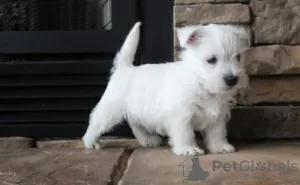 Zdjęcie №1. west highland white terrier - na sprzedaż w Železná Ruda | negocjowane | Zapowiedź №96510