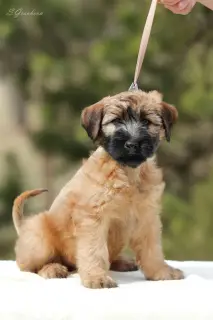 Dodatkowe zdjęcia: Szczenięta Irlandzki Soft Coated Wheaten Terrier.