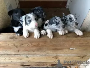 Zdjęcie №1. bearded collie - na sprzedaż w Wyoming | 1188zł | Zapowiedź №35940