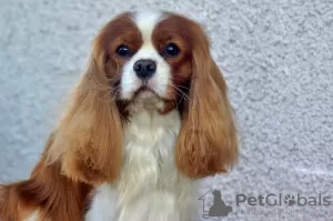 Zdjęcie №3. Cavalier Kings Charles Spaniel Szczeniaki. Polska