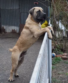 Zdjęcie №4. Sprzedam boerboel w Krasnodar. od żłobka - cena - 1828zł