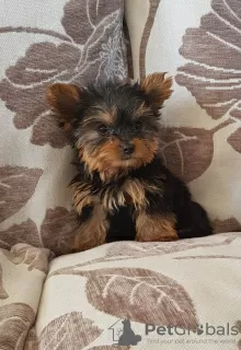 Zdjęcie №2 do zapowiedźy № 11141 na sprzedaż  yorkshire terrier - wkupić się Słowacja prywatne ogłoszenie