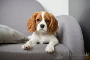 Zdjęcie №1. cavalier king charles spaniel - na sprzedaż w Dushanbe | negocjowane | Zapowiedź №49964