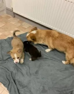 Dodatkowe zdjęcia: Urocze szczenięta Welsh Corgi gotowe do dołączenia do nowego domu na zawsze