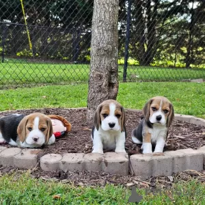 Zdjęcie №3. Szczenięta rasy beagle szukają domów stałych. Niemcy