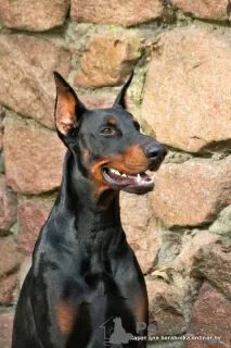 Zdjęcie №3. Przystojny i zdrowy doberman! w Białoruś. Zapowiedź № 10266