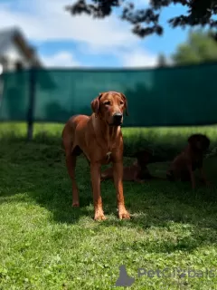 Zdjęcie №3. Zapowiedź miotu Szczeniak Rhodesian Ridgeback - miot 2024/25. Polska