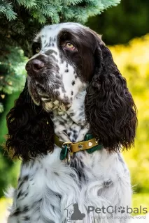 Dodatkowe zdjęcia: Springer spaniel angielski szczenięta