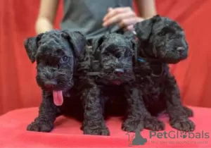 Zdjęcie №3. Kerry blue terrier szczenięta. Białoruś