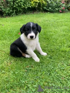 Zdjęcie №3. Szczeniaki rasy border collie. Australia