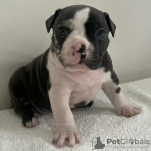 Zdjęcie №1. american bully - na sprzedaż w Kuwait City | negocjowane | Zapowiedź №132253